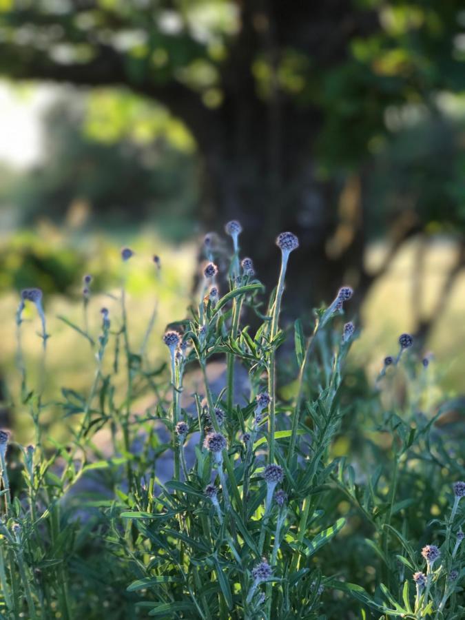 Oesterlen - Baestekille Backar Sankt Olof Dış mekan fotoğraf
